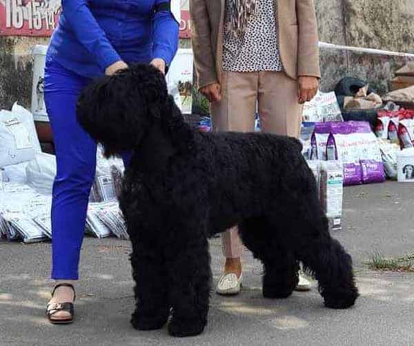 явная королева с вольной
